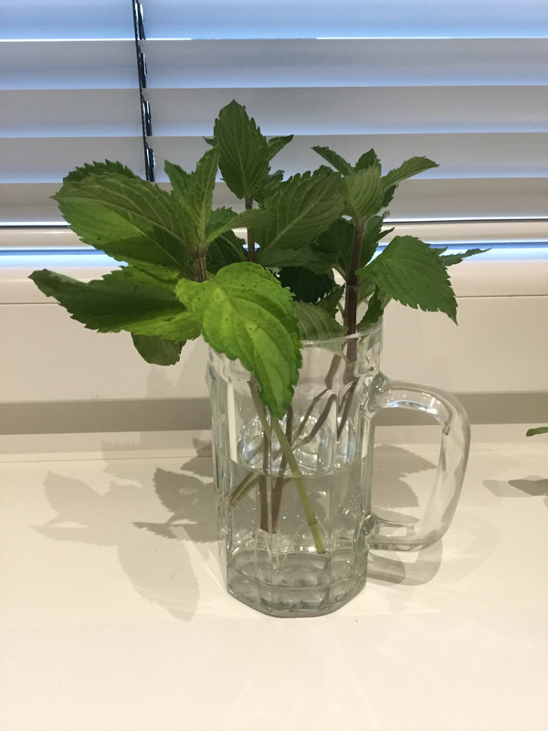 8BE6AFC6-ECAD-437A-89DC-2BAC2F8A0E12