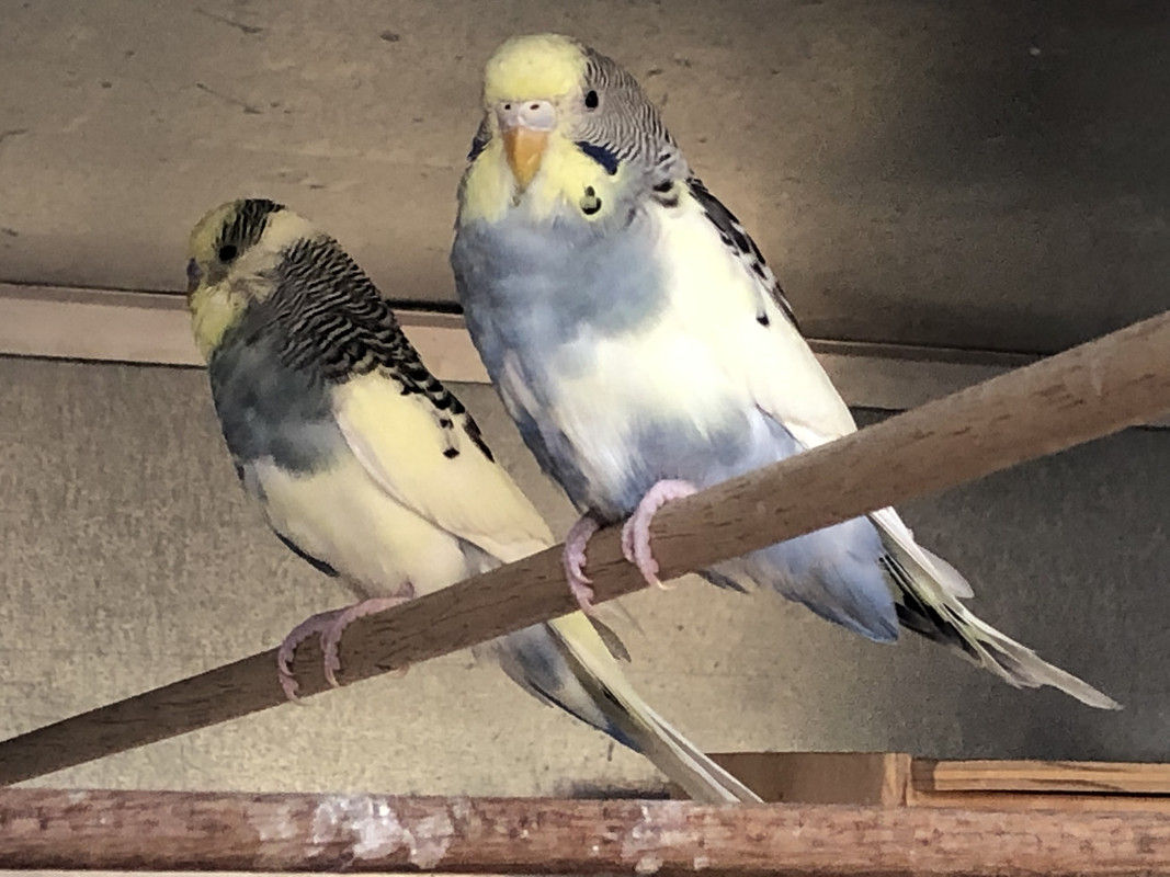 C4F59C03-BD76-4FAE-80B1-FAF2C34D4877