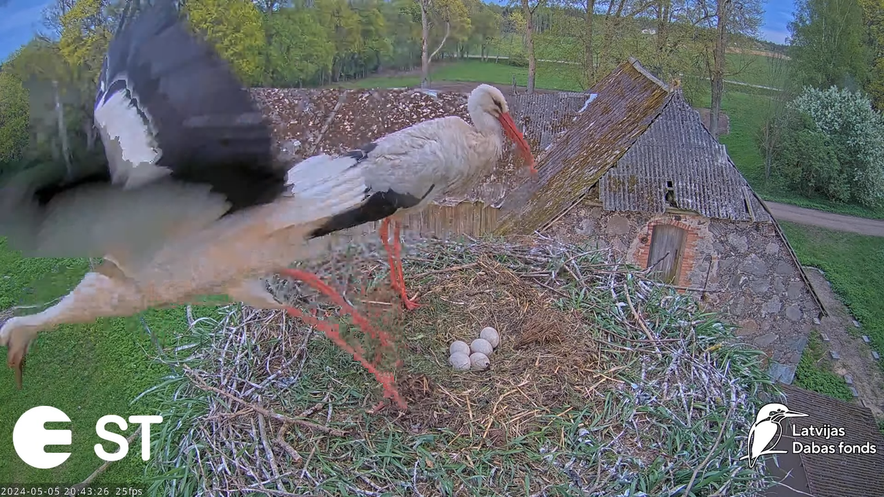 Baltie stārķi (Ciconia ciconia) Tukuma novadā - LDF tiešraide __ White storks in Tukums, Latvia 12-5