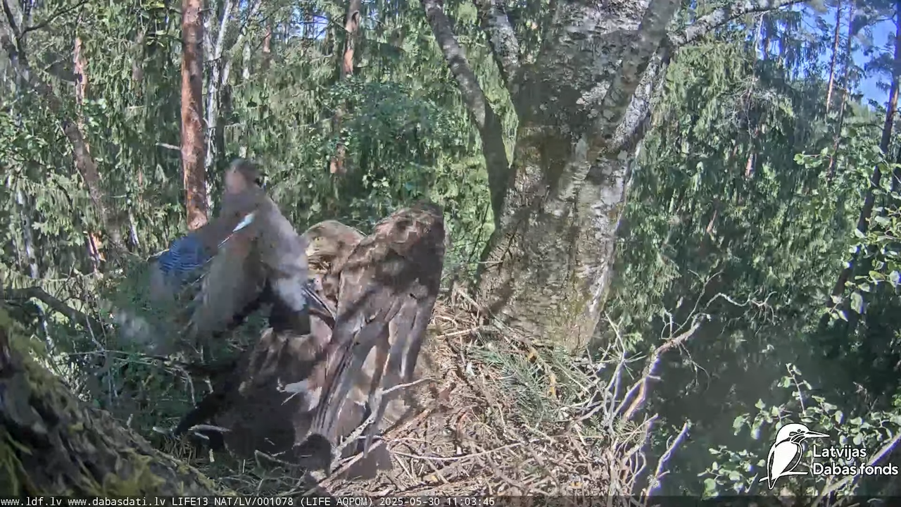 Mazais ērglis (Clanga pomarina), ligzda bērzā 17-21-36 screenshot (1)