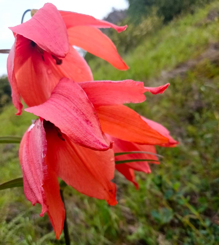 Lilium basilissum IR 2b