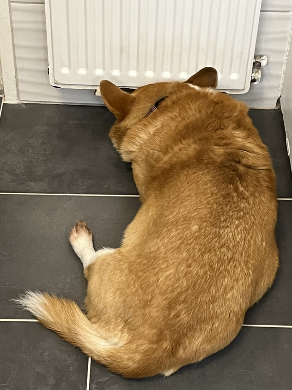 [Image: 5-DE628-FC-4-BFD-4-ED2-8-AA3-816845-C7903-D.jpg]