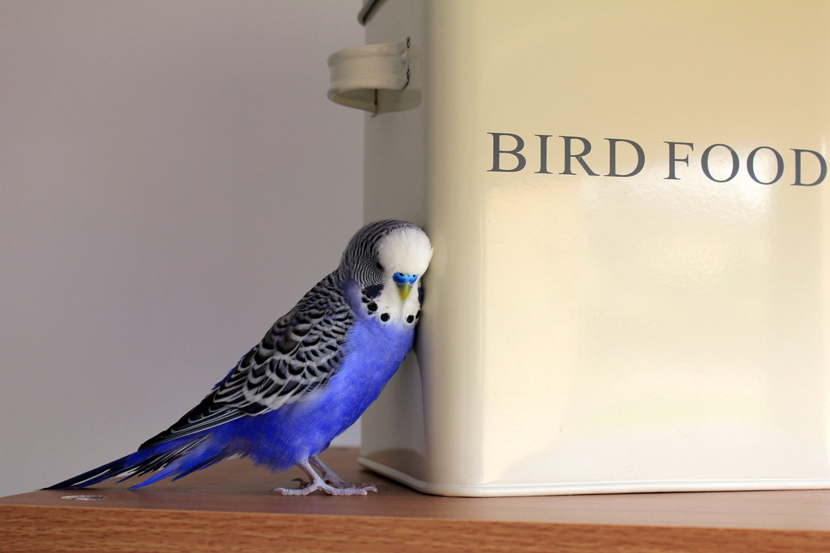 blueparakeetsw-hitebin.jpg
