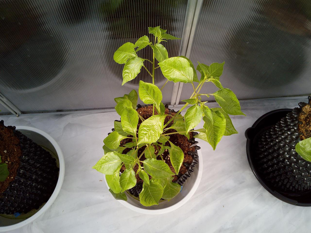 IMG_20180518_175345[1]