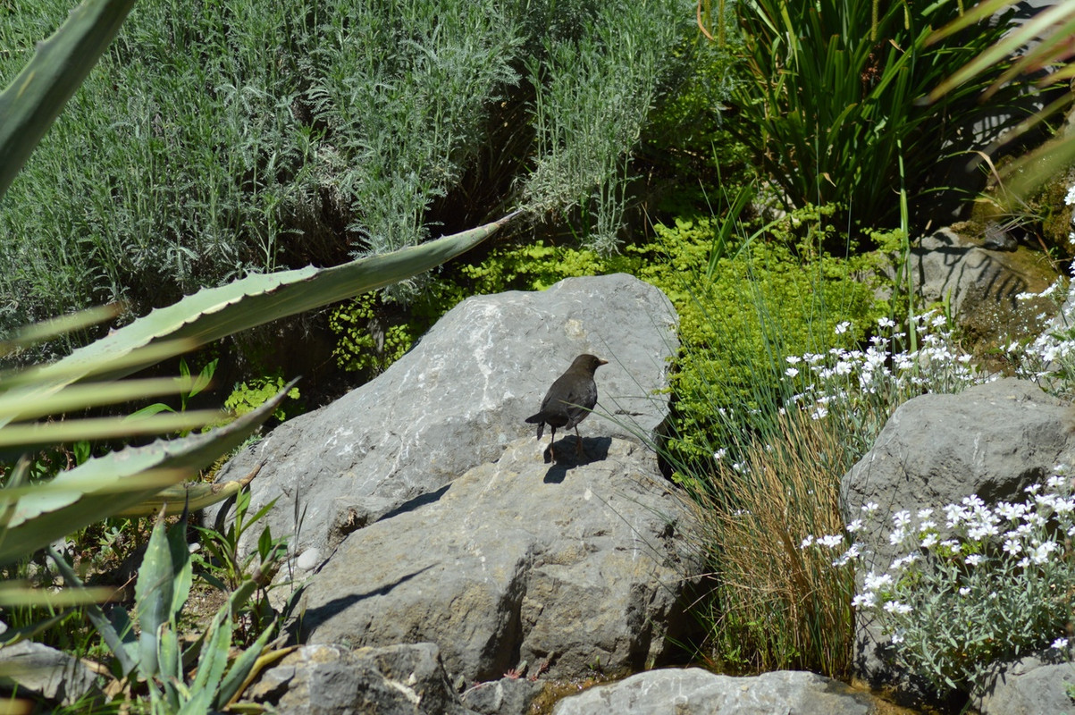 дрозд в камнях2