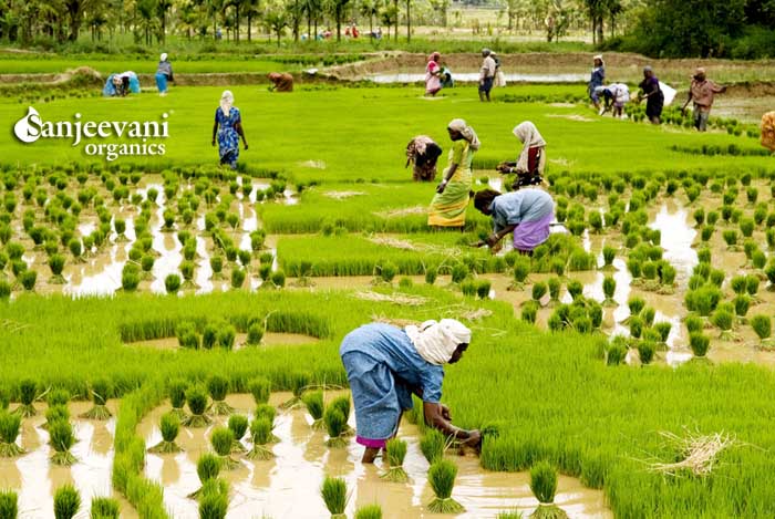Sanjeevani Agrofoods (Organic Farming Development)