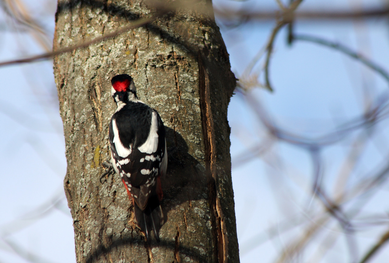 БПДяте Л (21)