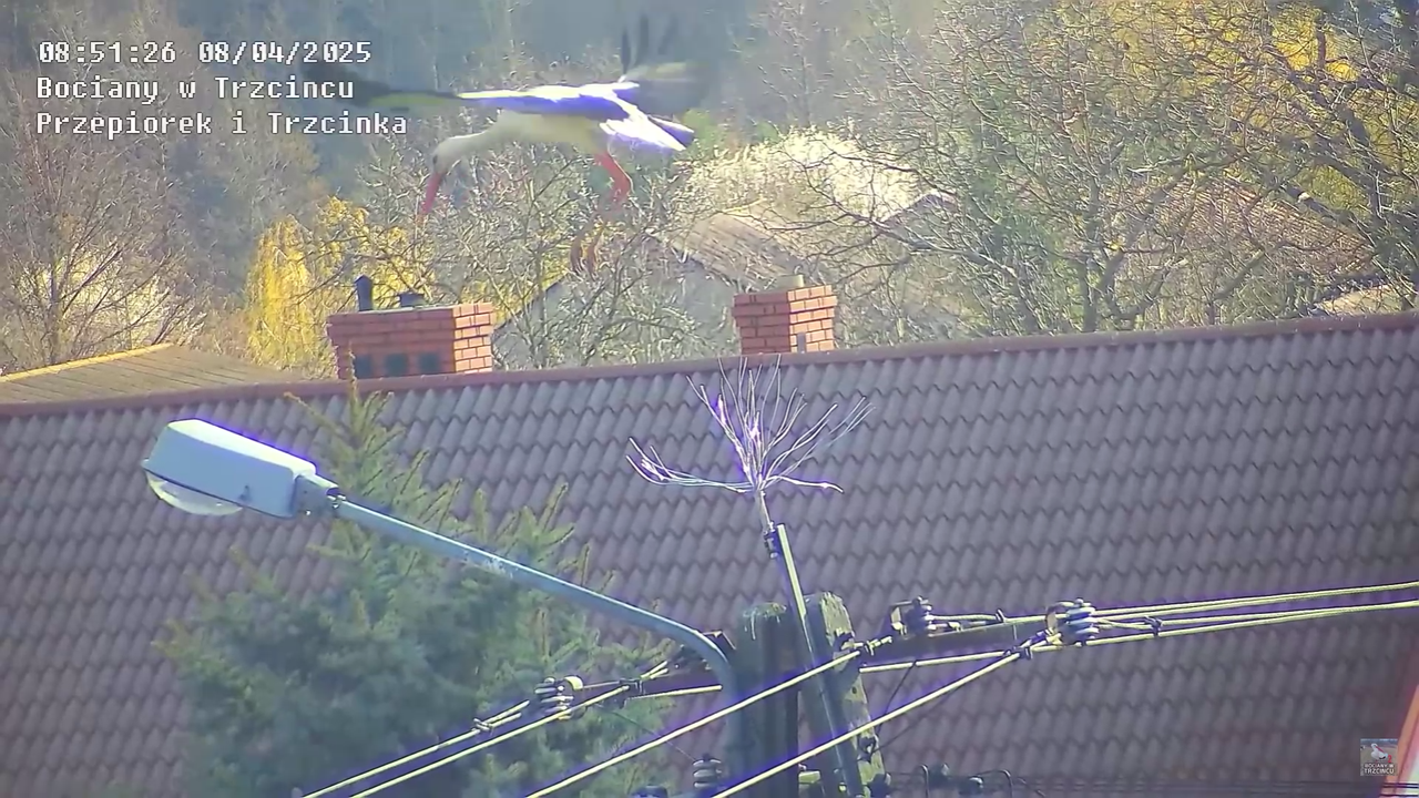 08042025bociannalatarni_15