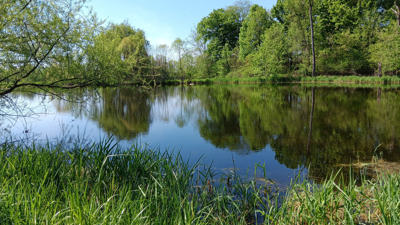 Pond 1