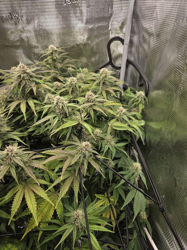 Messenger creation CB64C048 D407 4BE4 933A E734BC239113