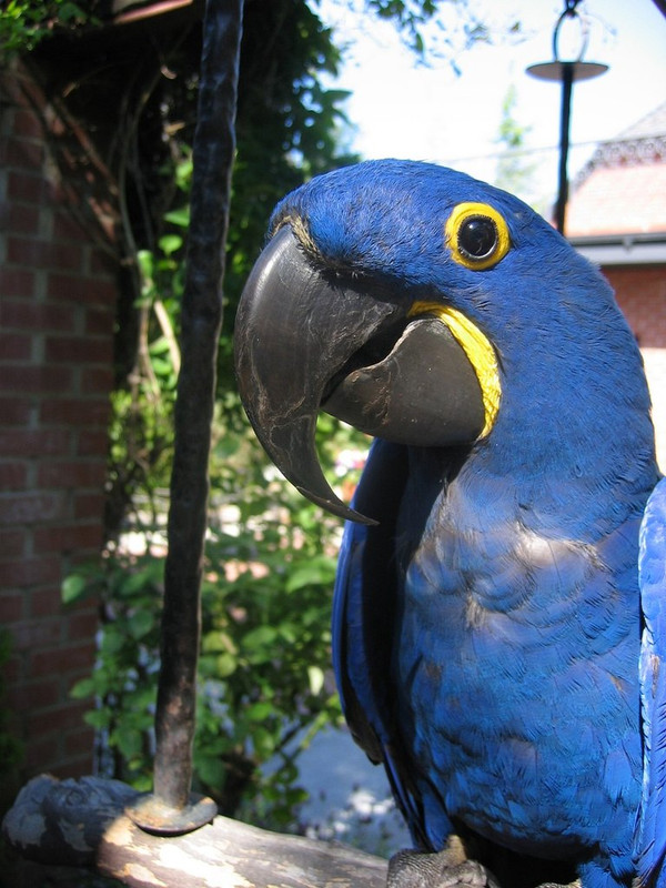 blue-parrot.jpg