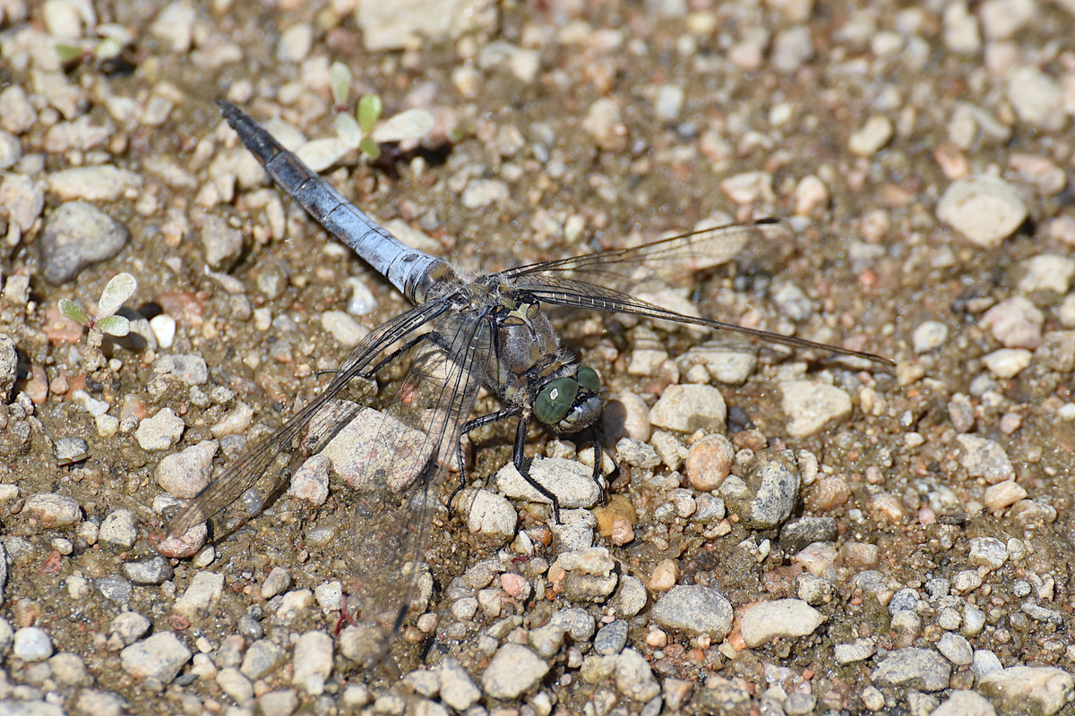Orthetrum cancelletum mâle 2