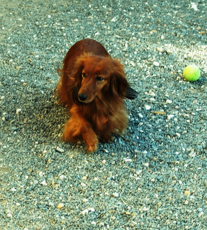 [Image: SAM-9444-Copie.jpg]