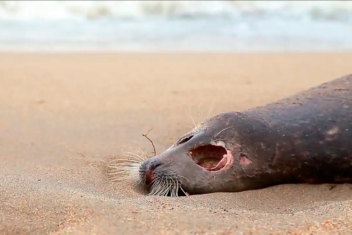 Aparecen 2,100 focas muertas en costas rusas