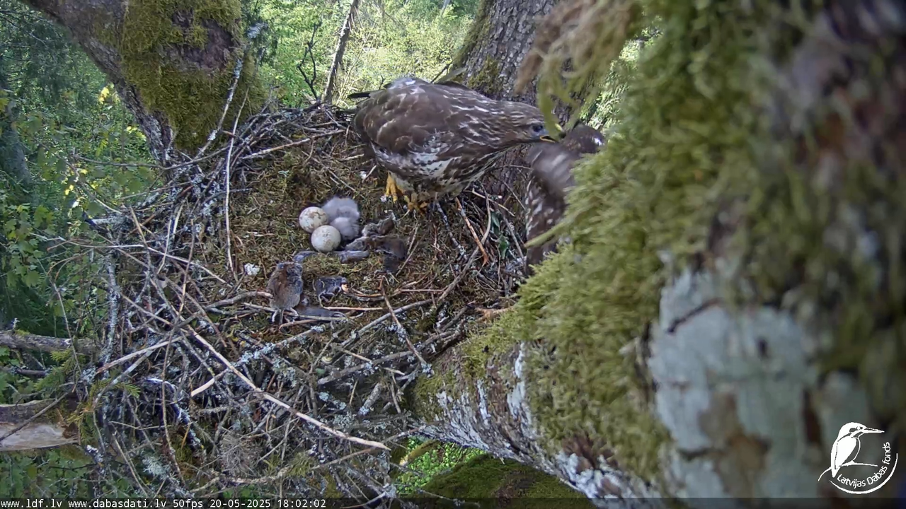 Melnās klijas (Milvus migrans) Kurzemē_ peļu klijāni (Buteo buteo) 13-26-32 screenshot (1)