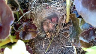 Finch-4-fledglings.jpg