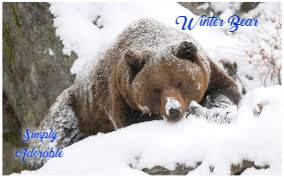 ᵔᴥᵔWinter Bearᵔᴥᵔ Avatar