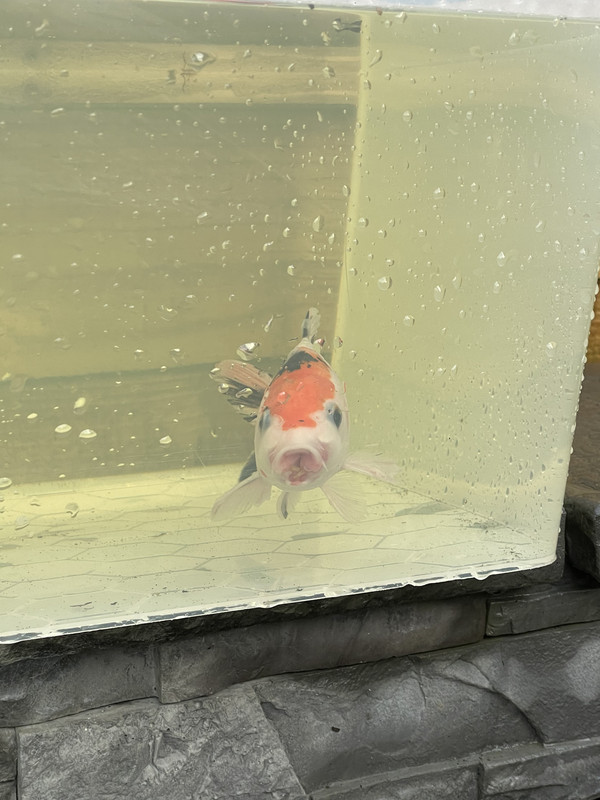 4C7C34A5-8822-4E97-BE78-C45C22FA0A79