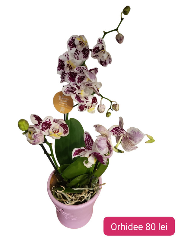 Orhidee