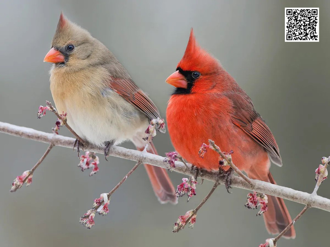 How Cardinals Adapt to Different Seasons?