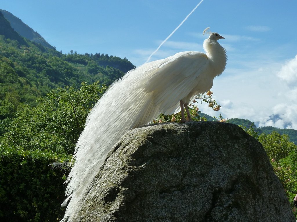 white-peacock-1987968-1280.jpg