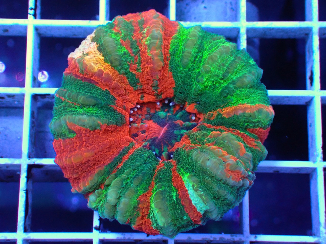 BROAQUA 布魯水族 珊瑚水族零售_照片_20240320_7