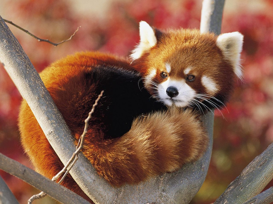 Red-Panda.jpg