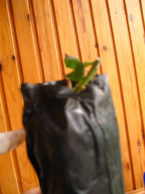 элитгарден