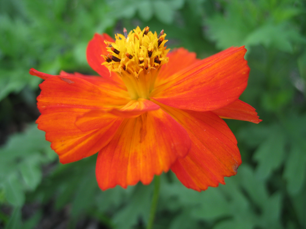 Lawn and Gardens 07.05.2017  (12)