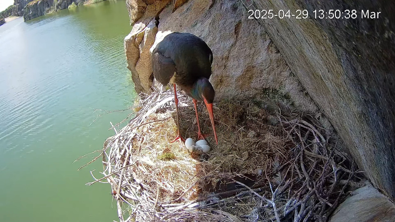 Melnie stārķi Tajo Internacional 6-32-32 screenshot