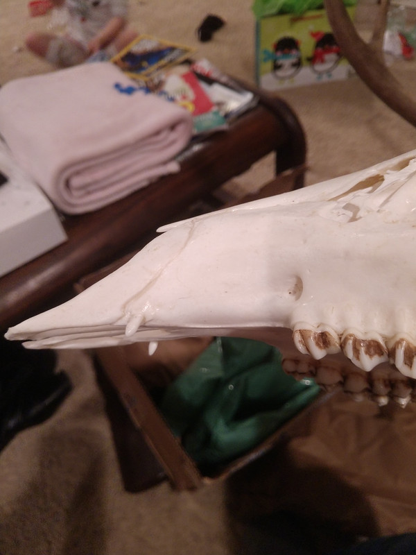 IMG_20181225_195605675