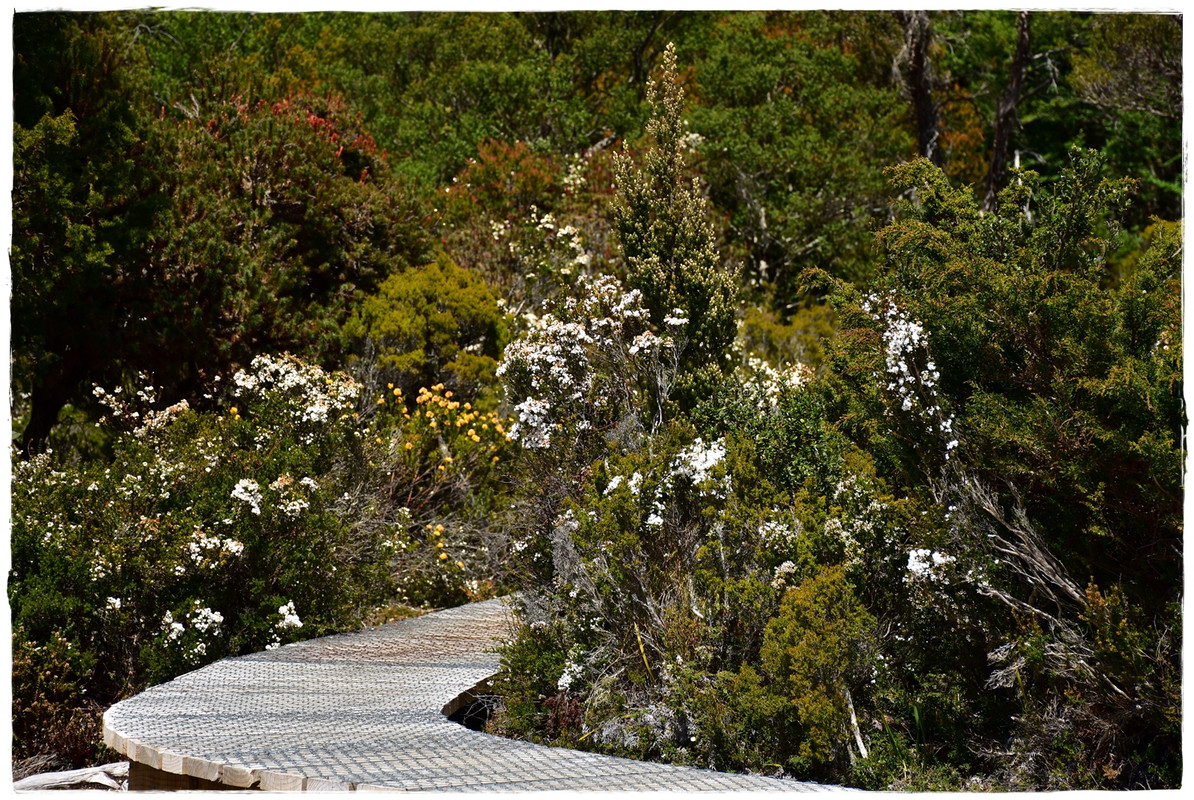 Cradle Mountain National Park - Australia (II): Recorriendo Tasmania (35)