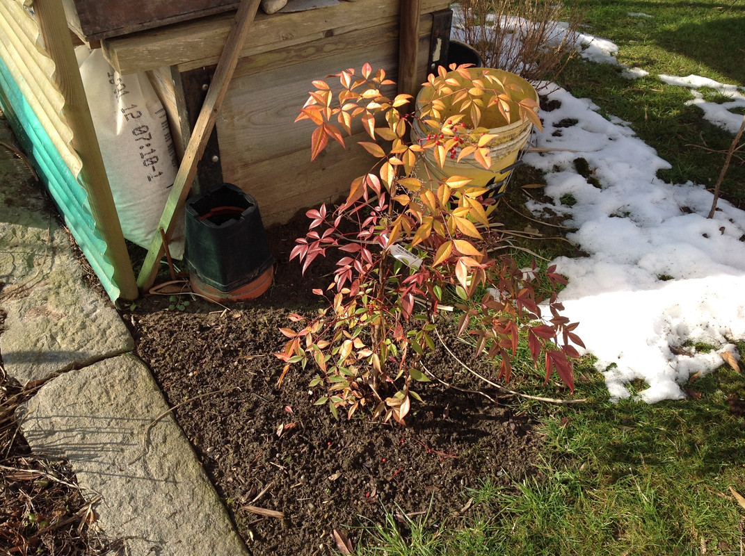 Garten Februar 12.02.2015 13 Uhr (3)