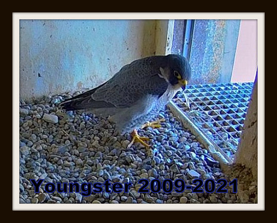 Aalsmeer/Watertoren. Youngster en Sidonia - Pagina 13 Przechwytywanie-w-trybie-pe-noekranowym-23-07-2021-215308