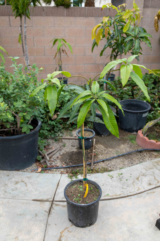 8U1A3623  Son Pari Mango Tree For Sale (9-3-2020)