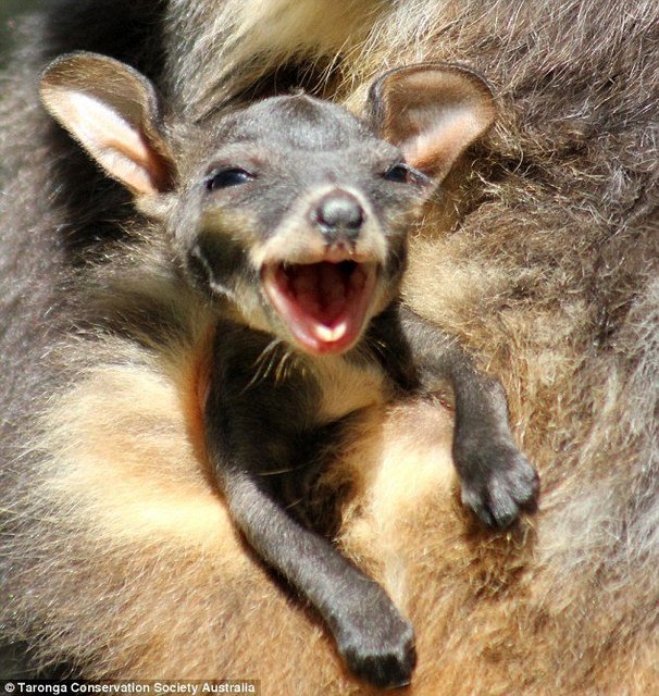 Smiling-Wallaby.jpg