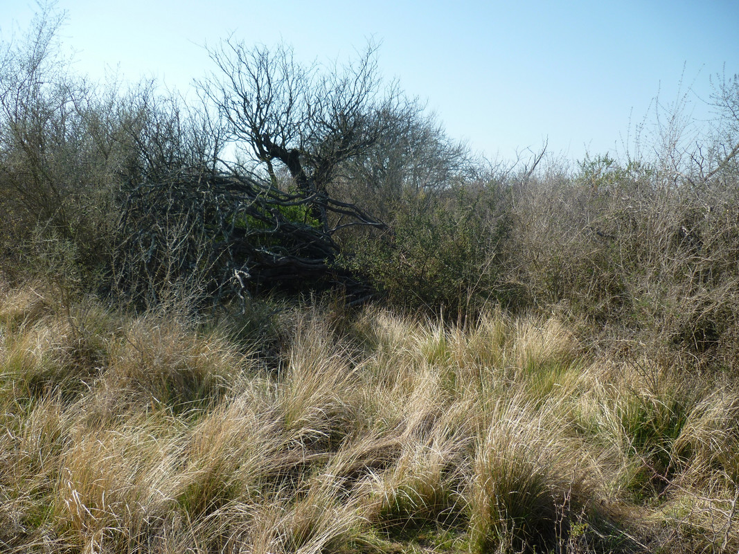 Monte3