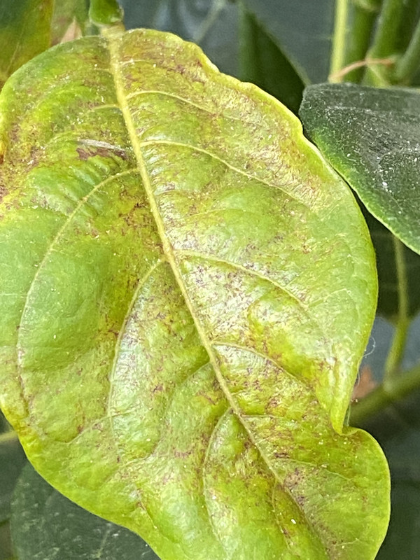 258C4A01-085B-40C8-B7C8-5C6465982381