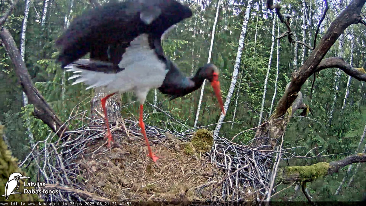 vlcsnap-2025-05-22-08h14m55s940