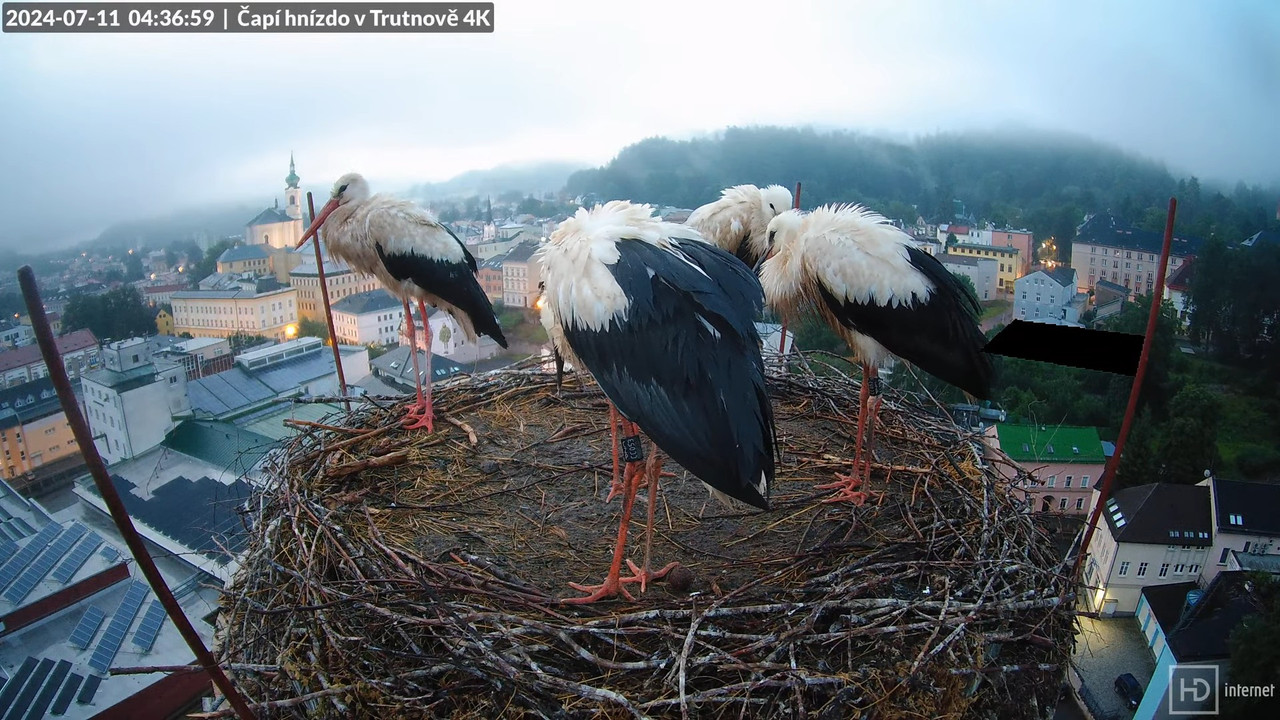 Živě z čapího hnízda na pivovarském komíně v Trutnově 5-4-20 screenshot