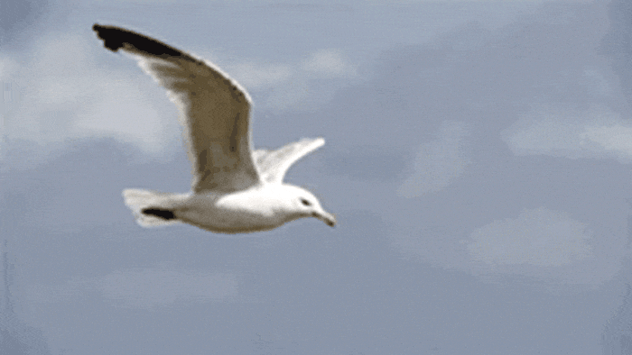 GIF-20250708-074310-009.gif
