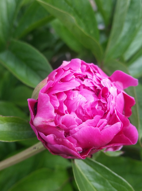 [Image: peony.jpg]