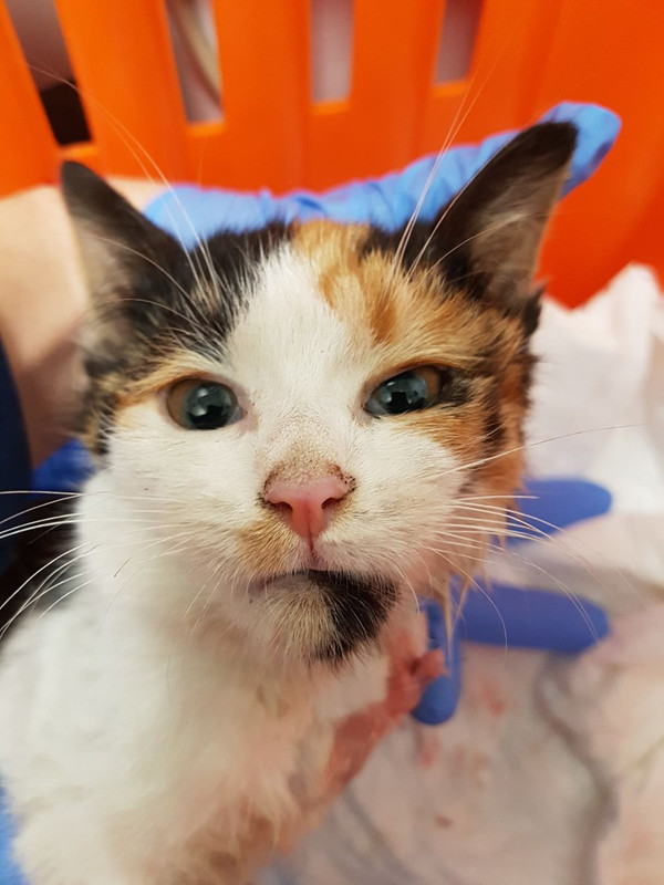 41A0787A-62C8-4E11-BADE-491EE1DE8ED8