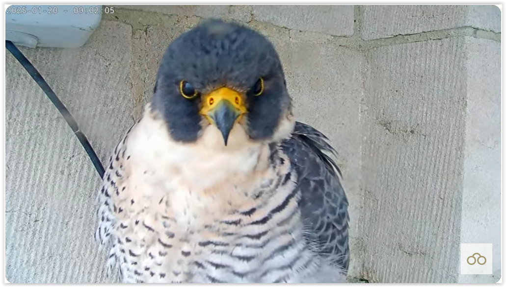 Screen Shot 01-20-25 at 09.13 AM 002