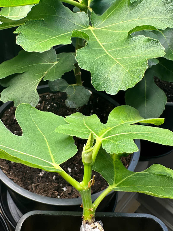 figs-861.jpg