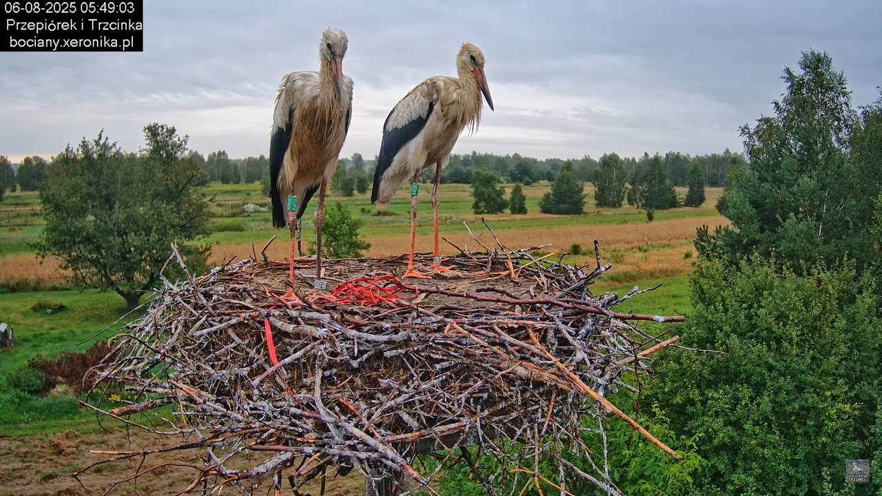 06082025bociany3