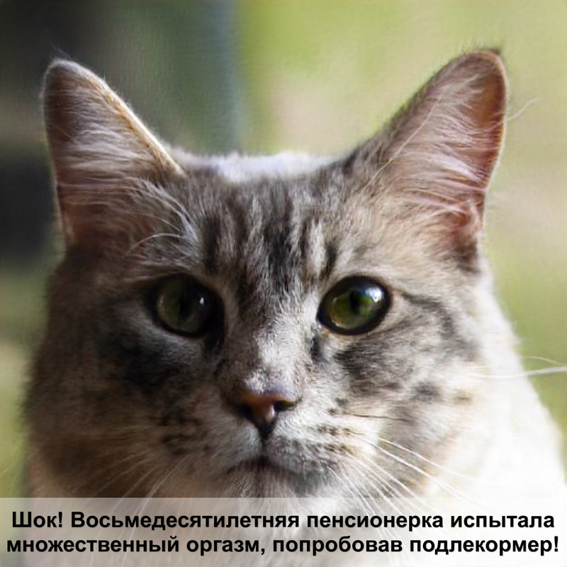 котята кошки черепахового окраса