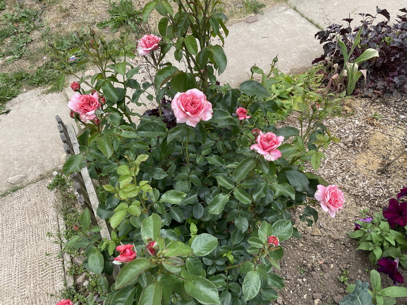https://i.postimg.cc/KYm9sVhc/IMG-5122.jpg
