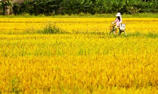 Thơ hoạ Nguyễn Thành Sáng & Tam Muội (1956) Rice-Field-Vu-Pham