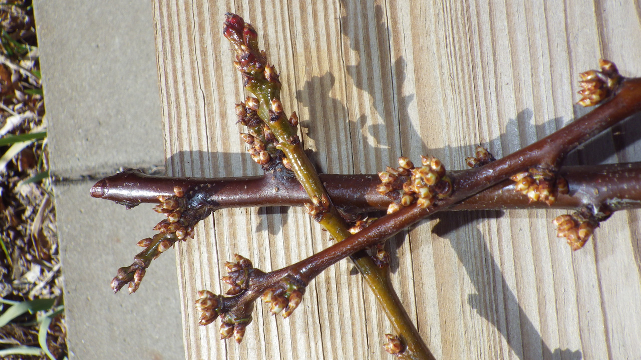 pinene coated pluot scion